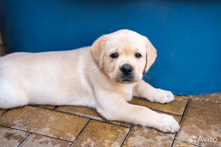 Щенки лабрадора
