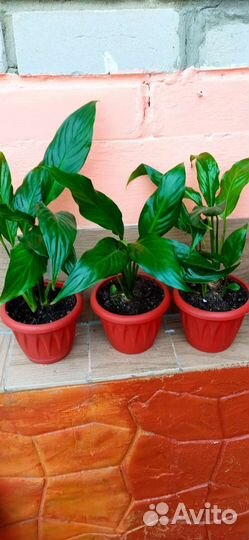 Спатифиллум, Хлорофитум, денежное дерево