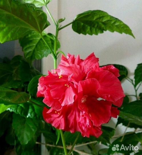 Гибискус китайская роза