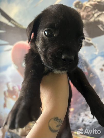 Щенки кане корсо