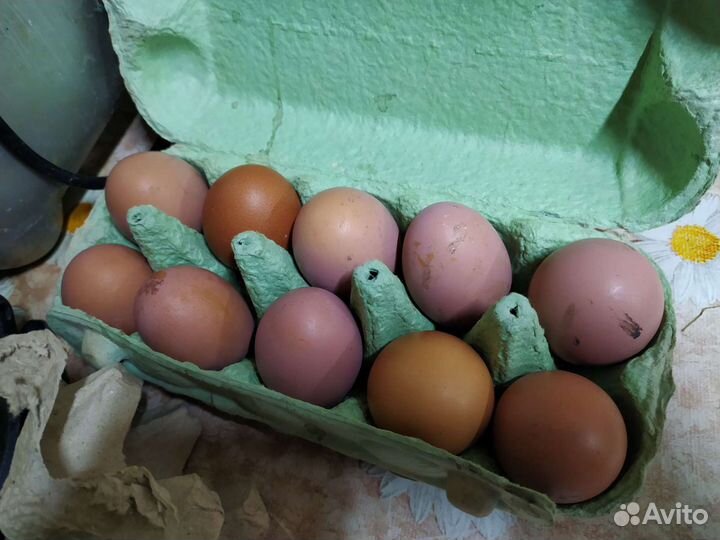 Домашние куриные яйца