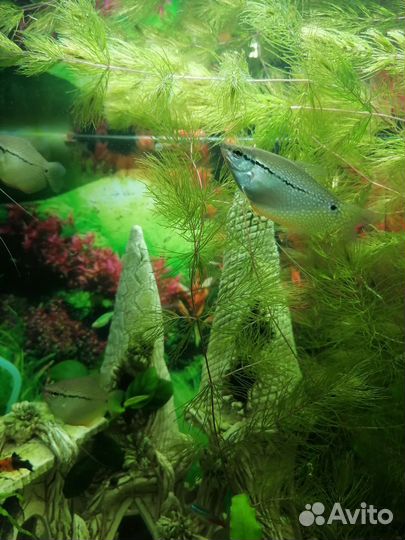 Гурами жемчужный