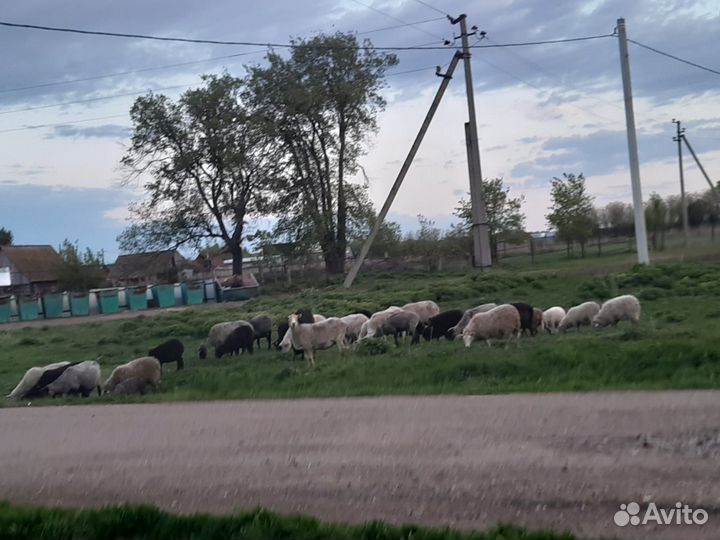 Овцы бараны