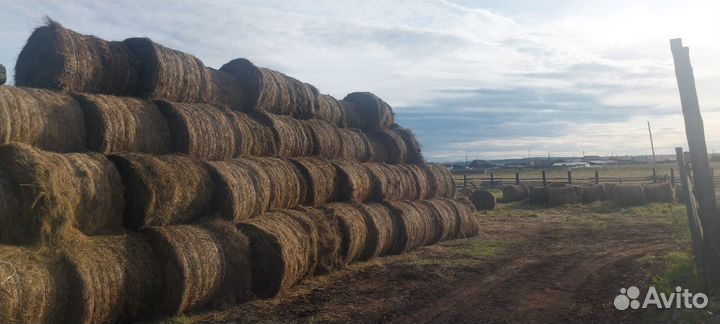 Продам сено в рулонах