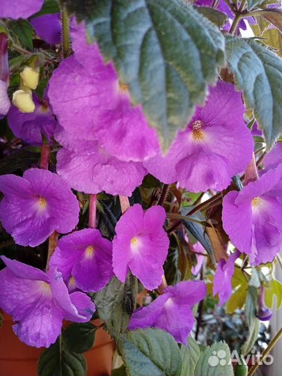 Ахименесы ризомы