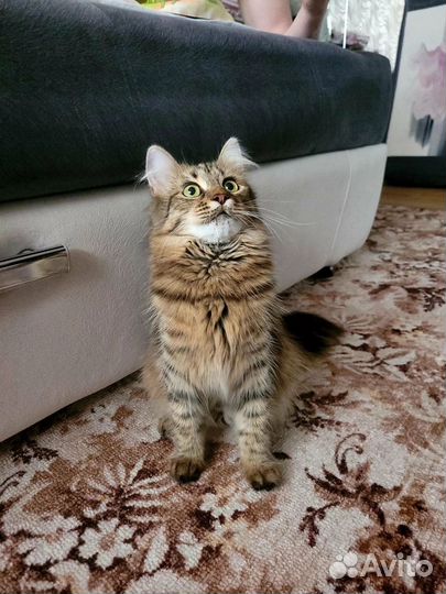 Котенок в добрые руки