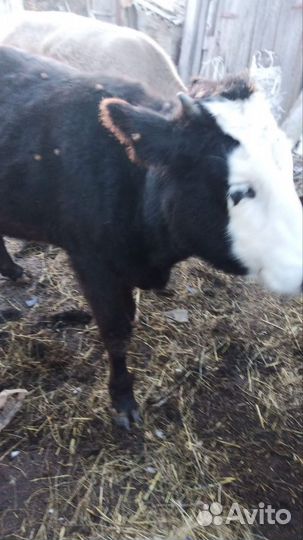 Продаётся тёлочка