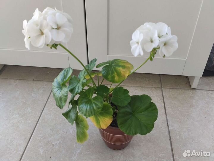 Цветочные керамические горшки (2шт)с геранью