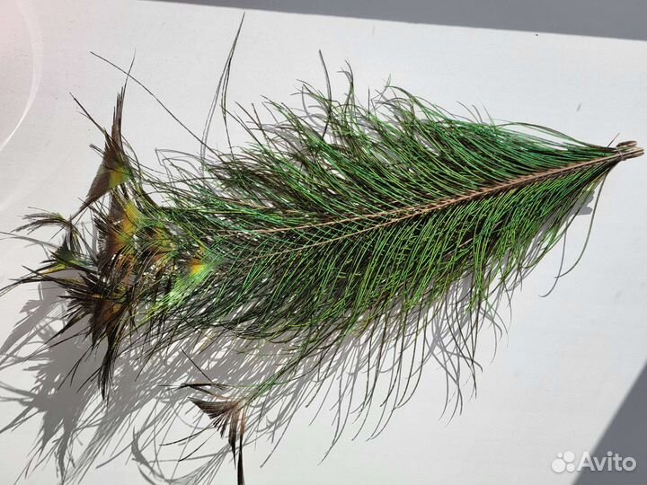 Перья павлина натуральные