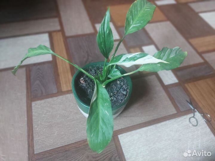Спатифиллум вариегатный 2 вида