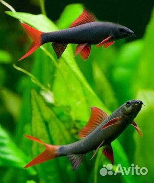 Лабео биколор. Двухцветный лабео. Аквариум. Сифон