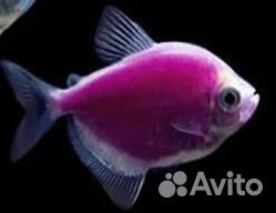 Аквариумные рыбки тернеция