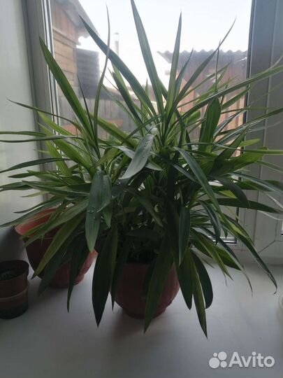 Драцена Маргината