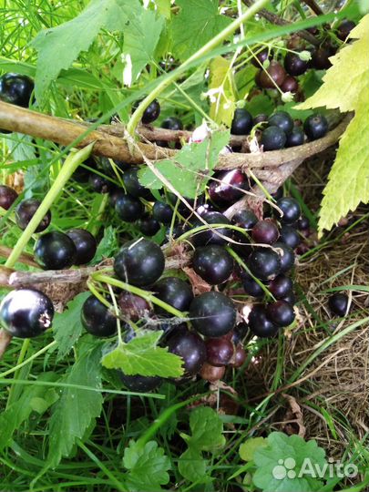 Черная смородина, саженцы, черенки