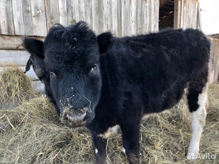 Продам тёлку 10 месяцев