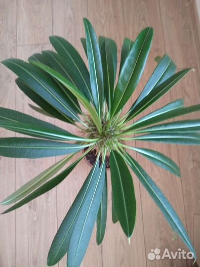 Пахиподиум