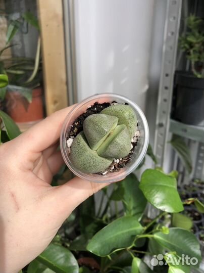 Плейоспилос Нелли