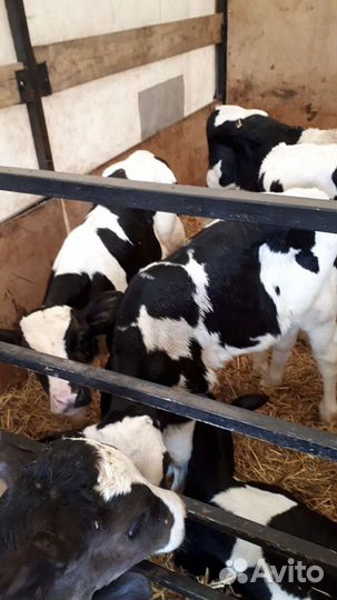Быки,бычки,телки,телята