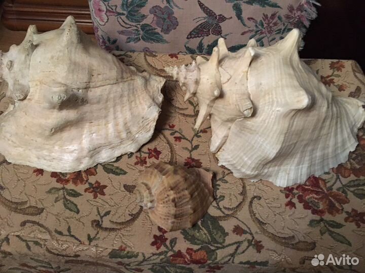 Кораллы и Ракушки