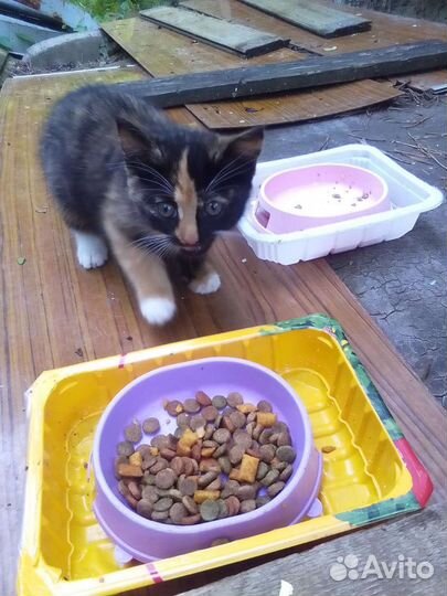 Котята в добрые руки бесплатно