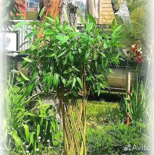 Плетеные деревья из ивы