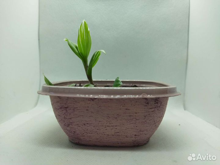 Комнатные растения традесканция белоцветковая