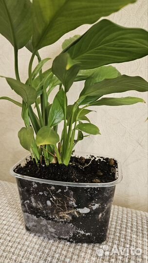 Спатифиллум