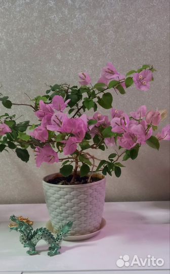 Бугенвиллия