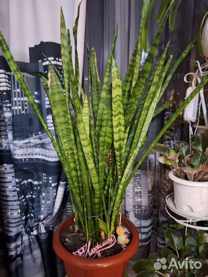 Сансевиерия