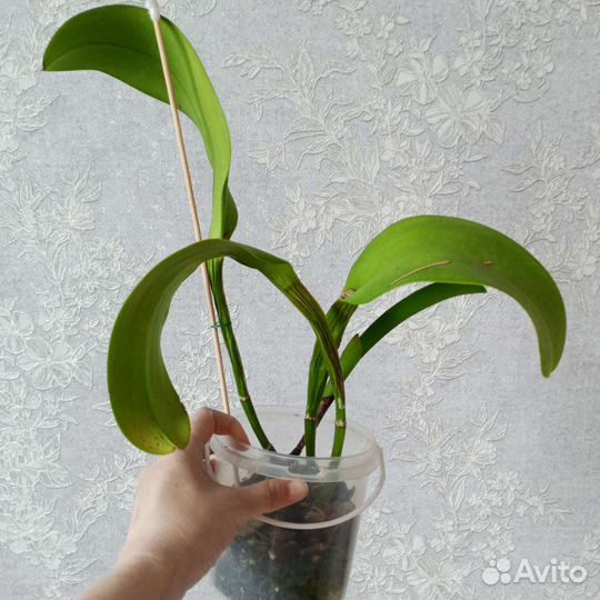 Каттлея Чиа Лин (Chia Lin 