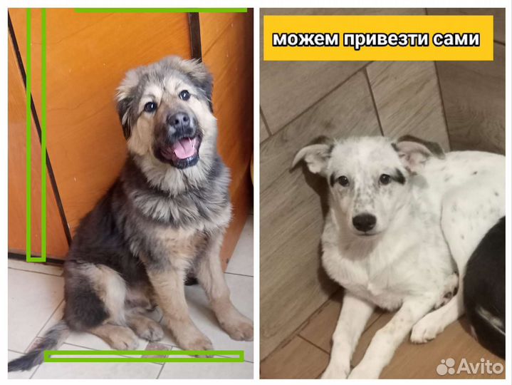 Щенки собачки