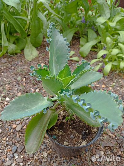 Комнатные растения цветы каланхоэ