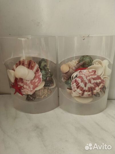 Ракушки для интерьера и поделок