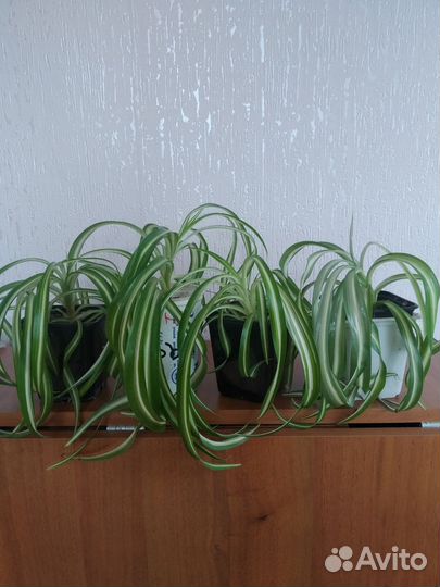 Хлорофитум кудрявый, доллоровое дерево, монстера