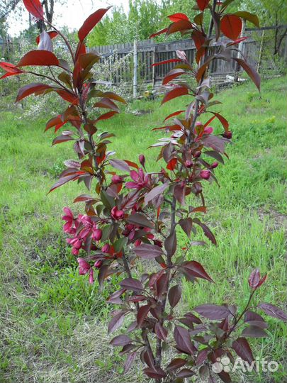 Яблоня декоративная