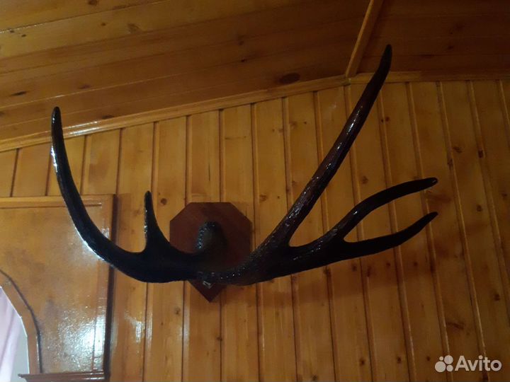 Рога оленьи