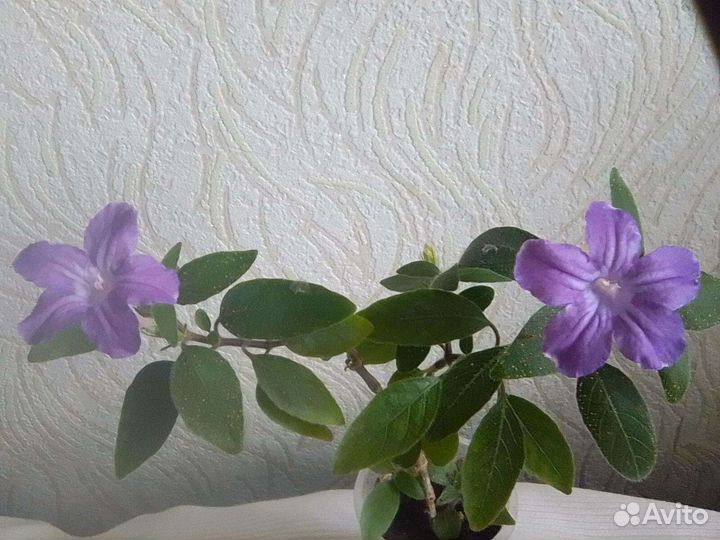 Семена комнатных растений