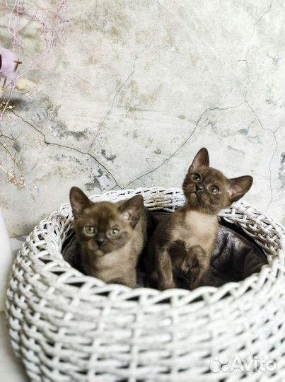 Великолепные котята