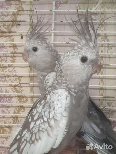 Бесщекая корелла