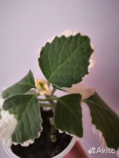 Плектрантусы