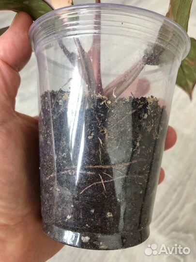 Филодендрон розовая принцесса