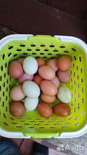 Домашние куриные яйца