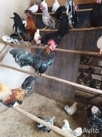Куры петухи