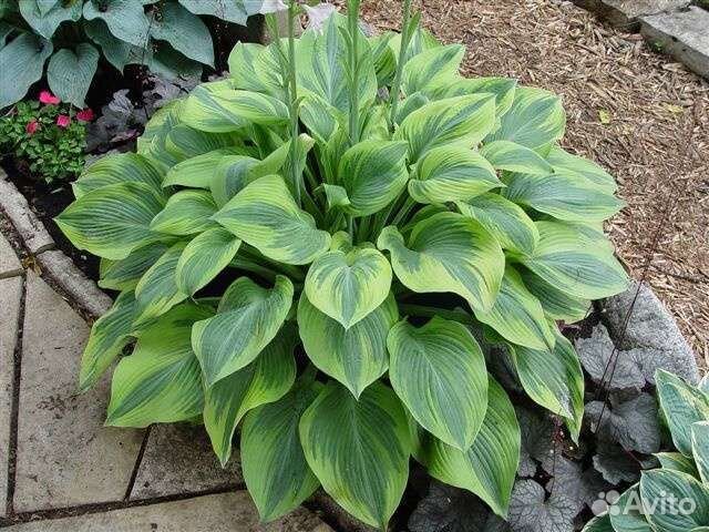 Хоста Alex Summers