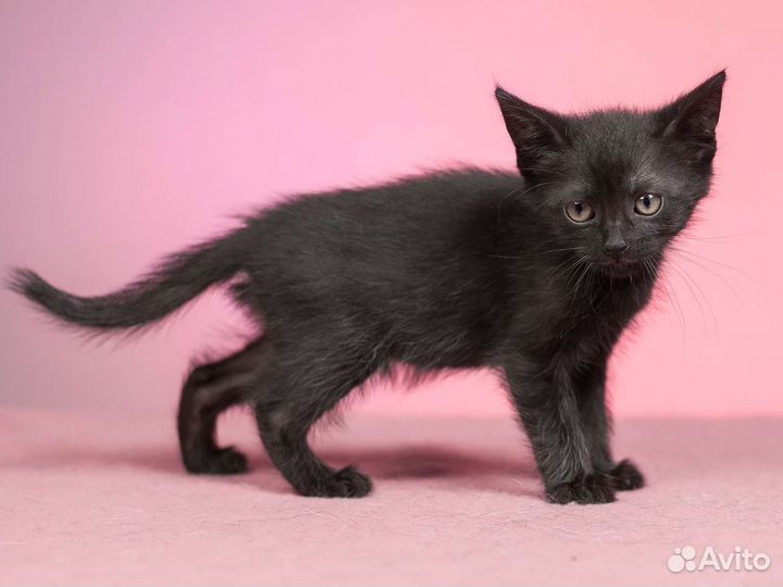 Котик 2 мес в дар