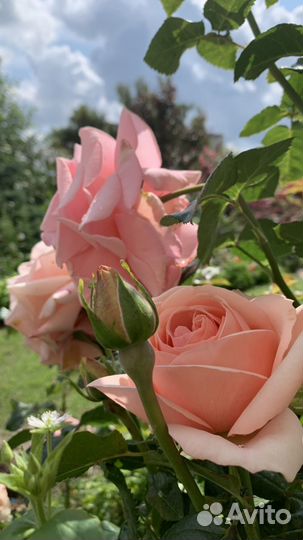 Кустовые розы в горшке