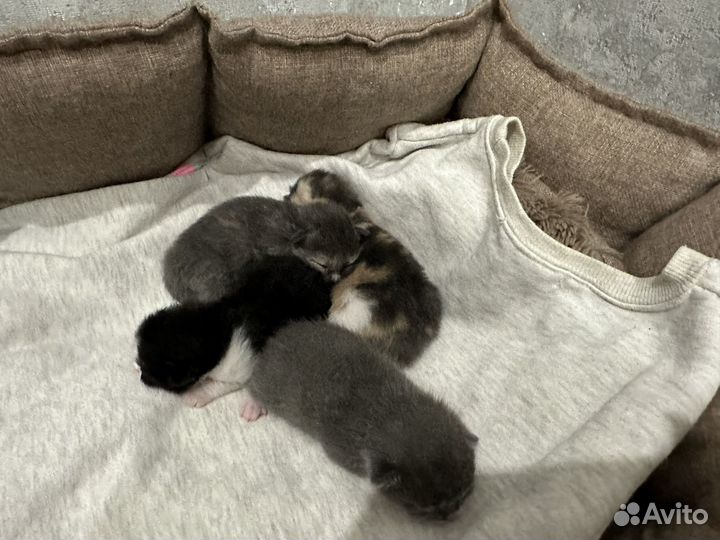 Кошка в дар бесплатно