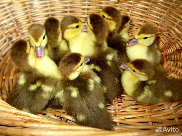 Мускусные утята индоутки