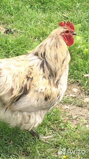 Куры петухи