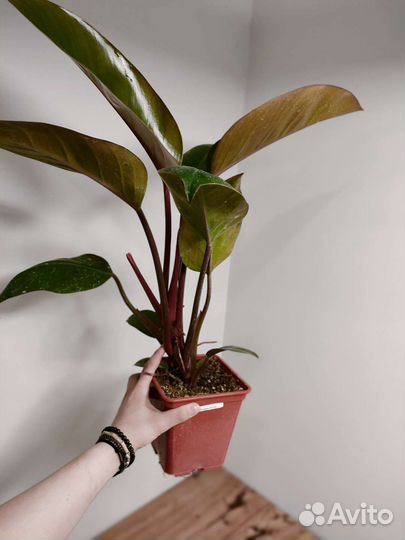 Филодендрон rojo congo